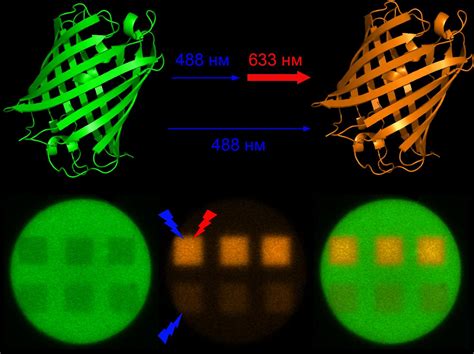 Development of a red fluorescent protein